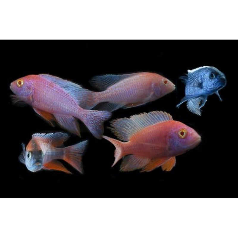 Assorted Peacock Cichlid