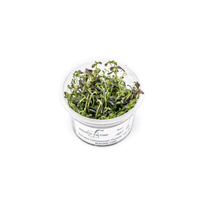 Bacopa Salzmannii Purple Aquatic Farmer Tissue Culture