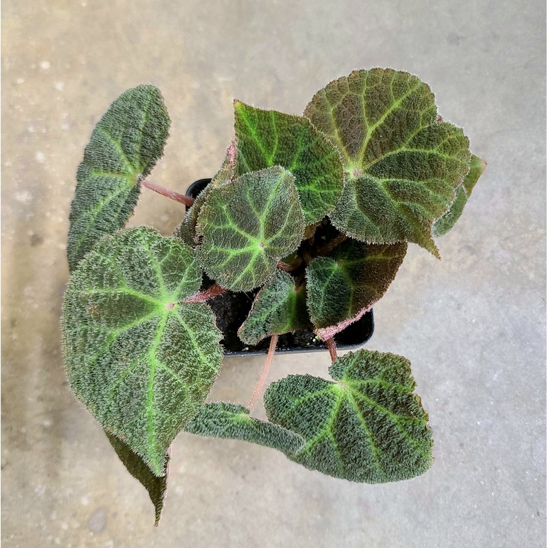 Begonia ningmingensis Dark Form 2-3 leaf cutting