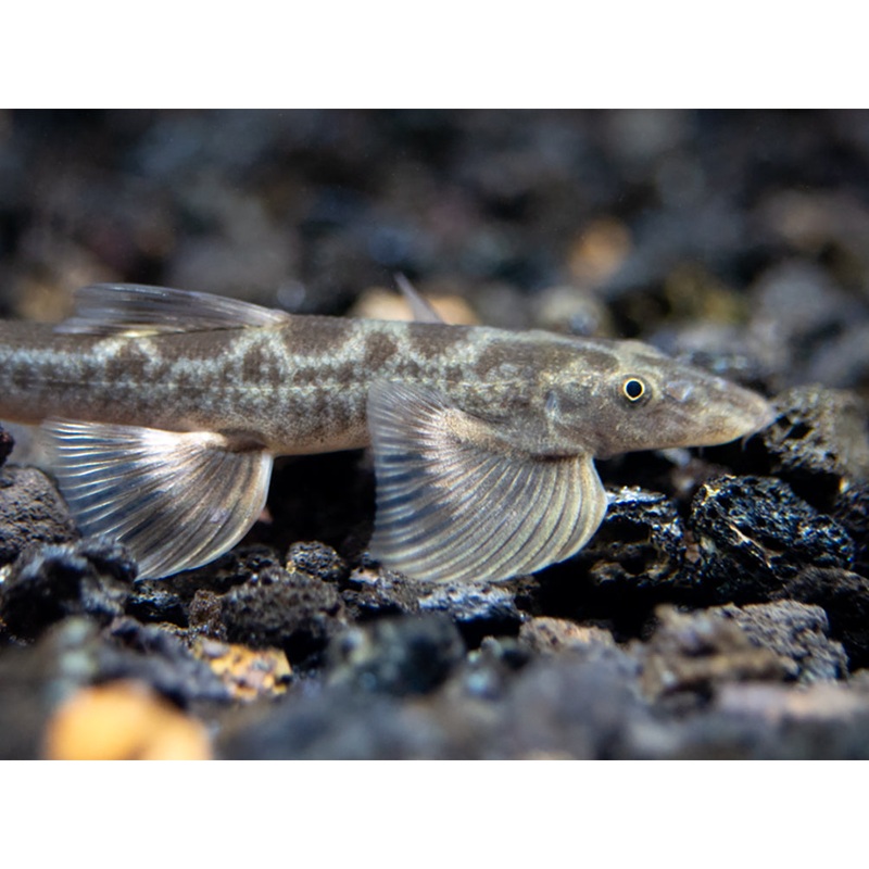 Burmese Lizard Hillstream Loach Vanmanenia (Annamia) sp Group of 3