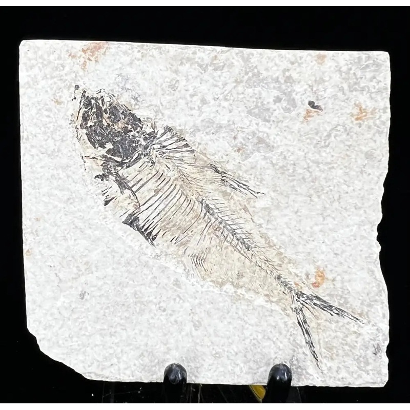 Fish Fossil – Knightia Eoceana