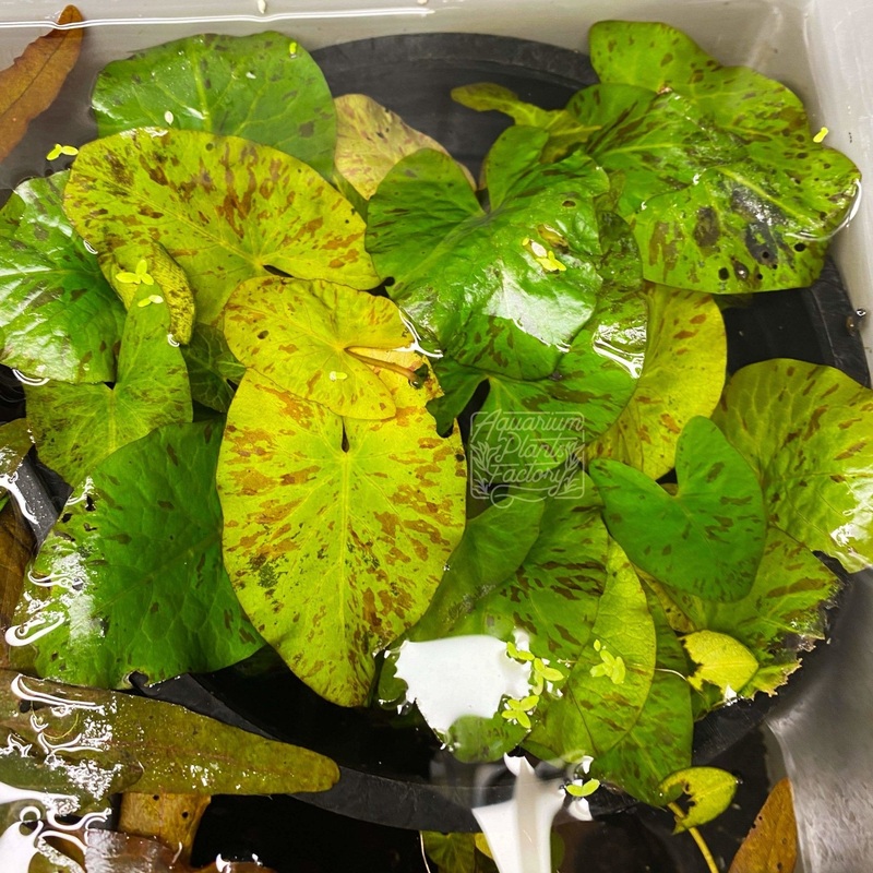 Green Tiger Lotus Sprouted Bulb With Leaf