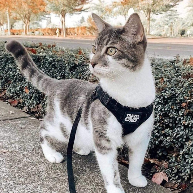“The True Adventurer” Cat Harness and Leash Set Extra small