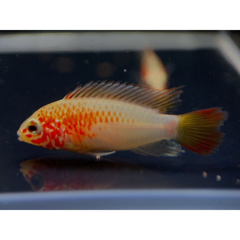 Apistogramma Viejita Gold