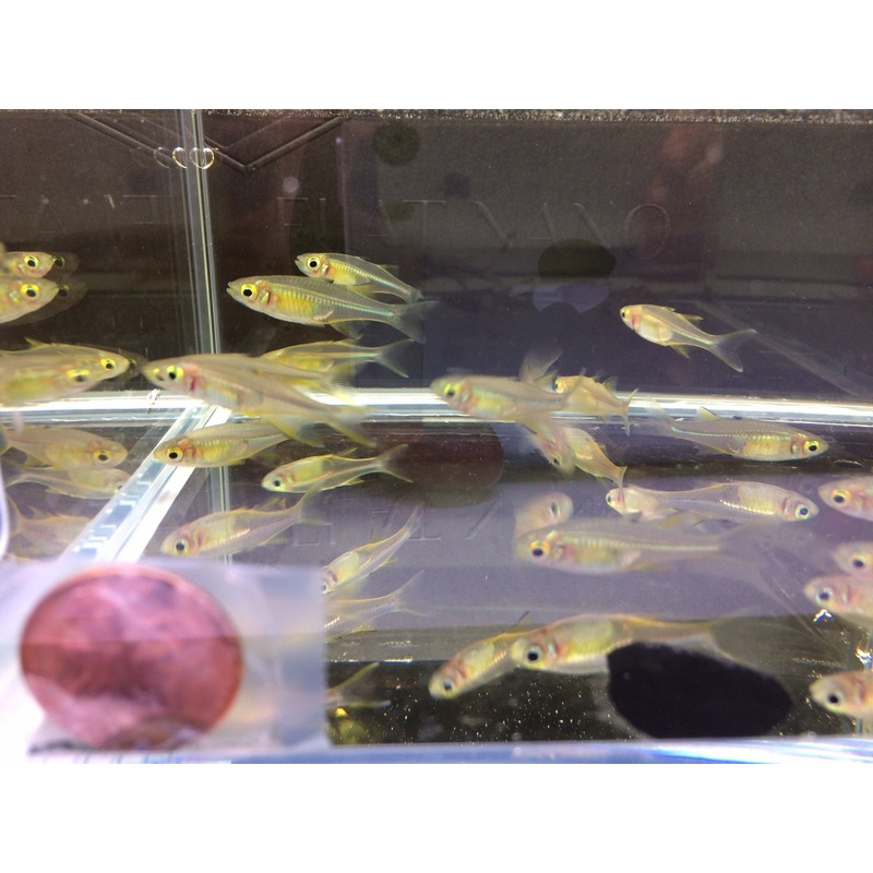 Celebes Rainbow Fish