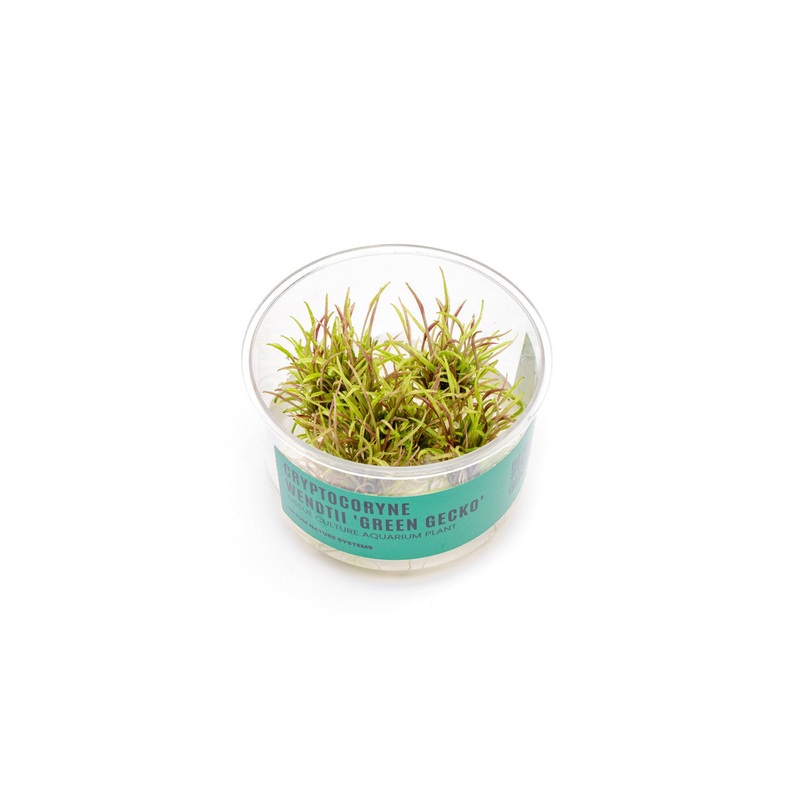 Cryptocoryne Wendtii Green Gecko UNS Tissue Culture