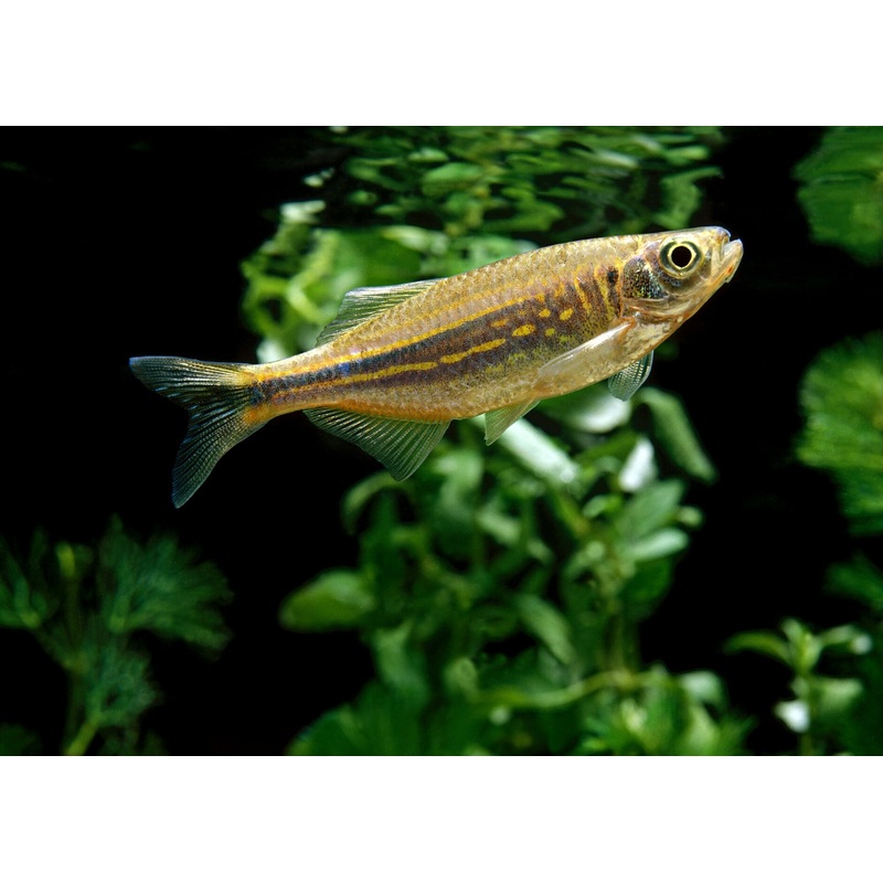 Giant Danio 1-2cm