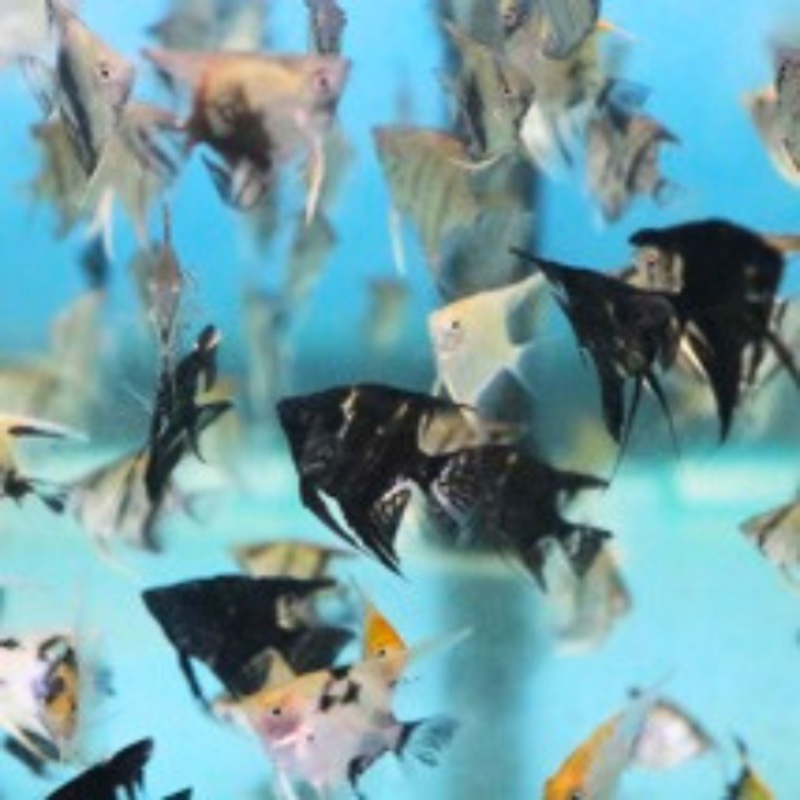 Mixed Angelfish Small