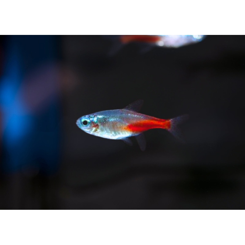 Neon Tetra – Diamond Head – Special 6 for $20 1-2cm