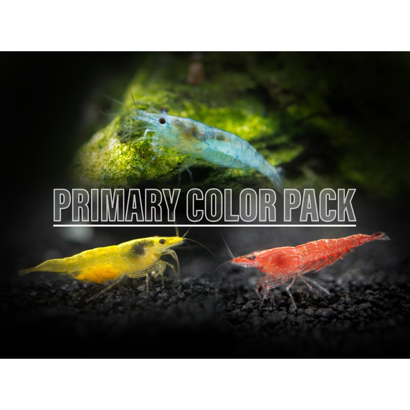 Primary Colors Dwarf Shrimp Combo Pack (Sakura Red, Neon Yellow, and Sky Blue), Tank-Bred! 5 of Each Shrimp