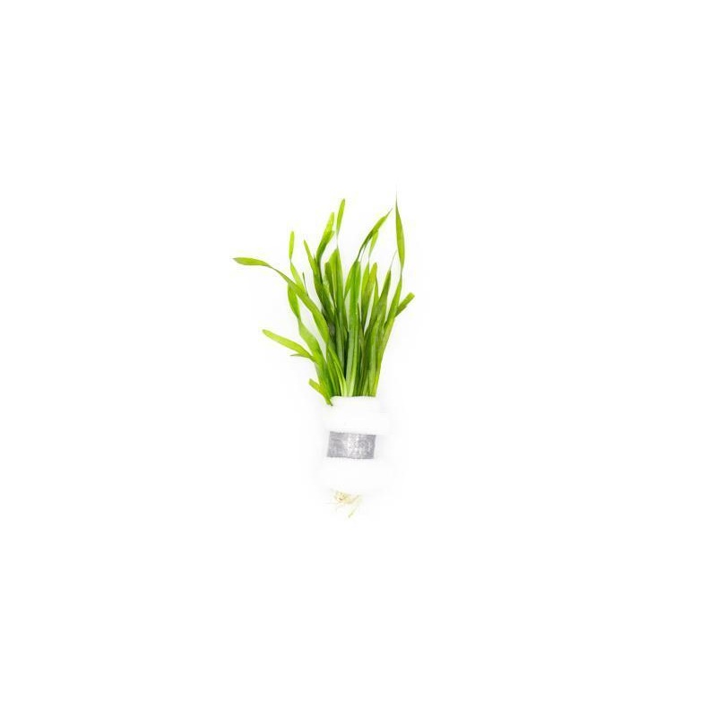 Vallisneria Torta Lead Bunch