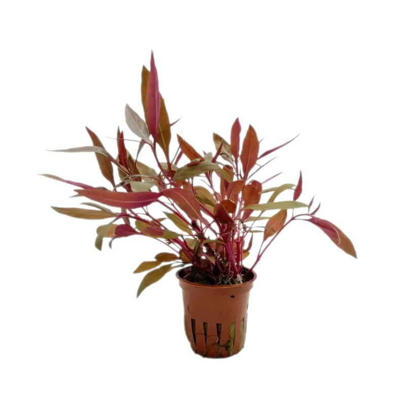 Alternanthera reineckii Pink