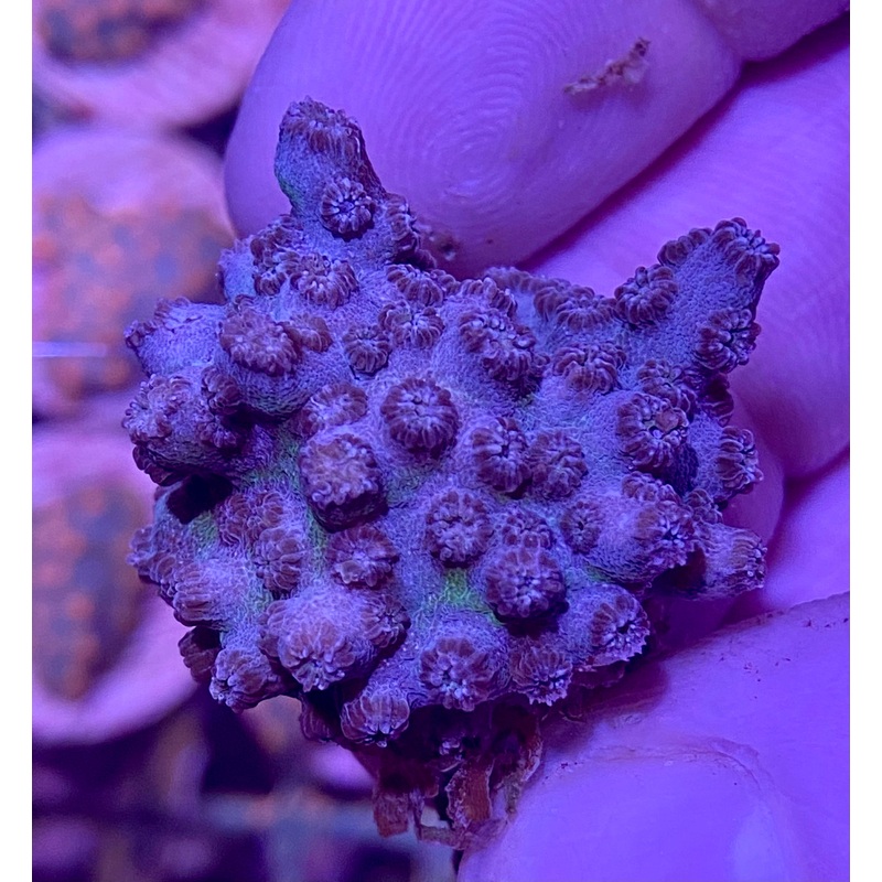 Frag – Blueberry Branching Cyphastrea