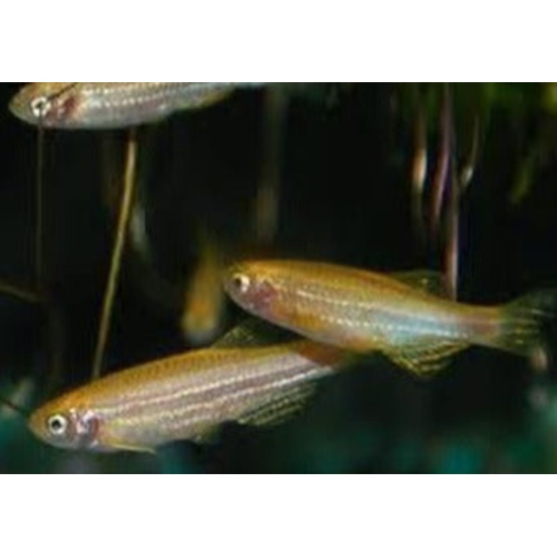 Zebra Danio – Gold Special (6 for $22) 3-3.5cm