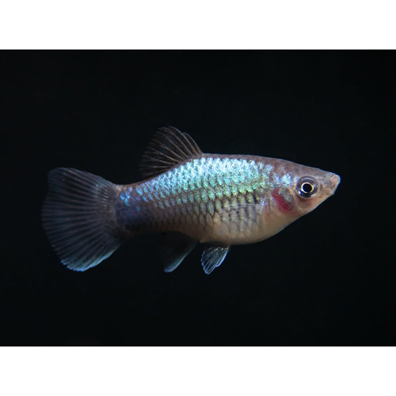 Blue Neon Platy (Xiphophorus maculatus), Tank-Bred 1 Fish