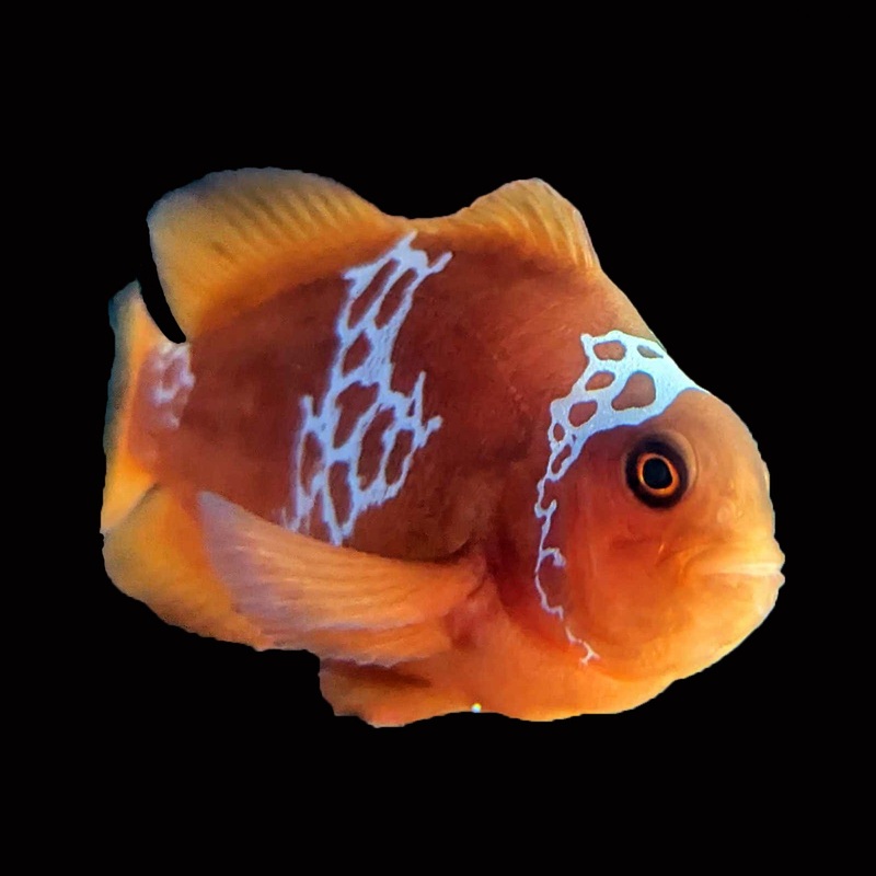 Lightning Maroon Clownfish