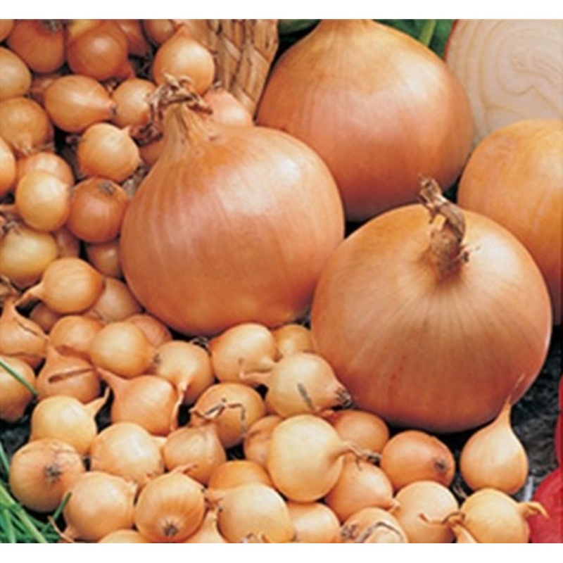 Netherland Bulb Onion Sets Stuttgarter 100 ct