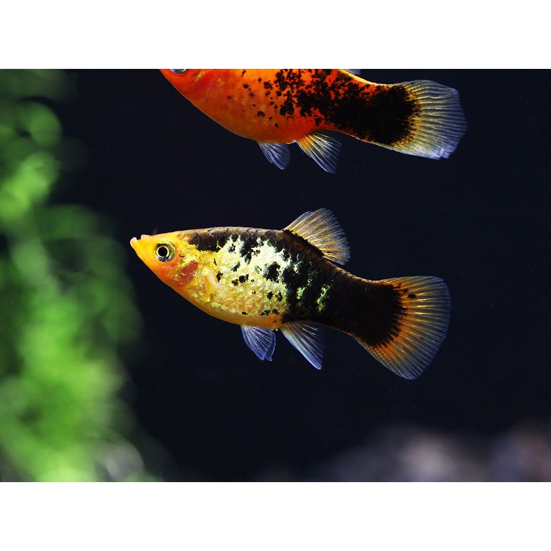 Painted Platy (Xiphophorus maculatus) – Tank Bred Trio (1 Male 2 Females)