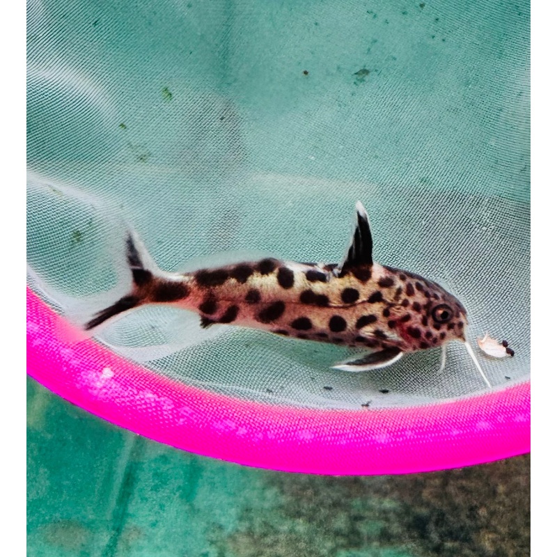 Synodontis multipunctatus – Cuckoo Catfish 3-4cm catfish cute size