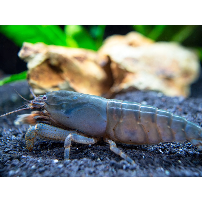 Vampire AKA Viper Shrimp (Atya gabonensis) 1 Small Shrimp