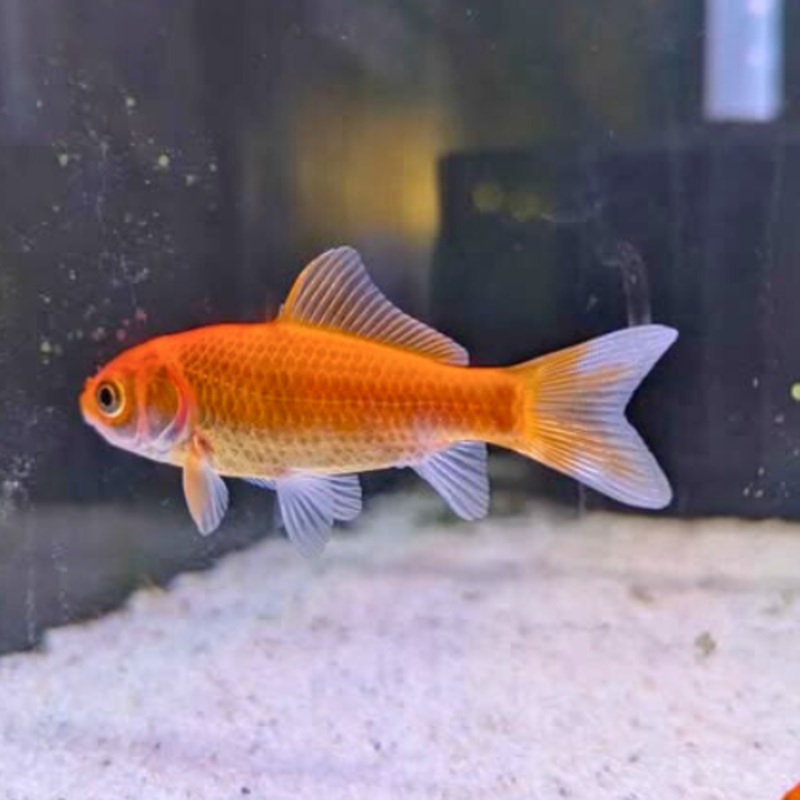 Goldfish 6 – 9 cm