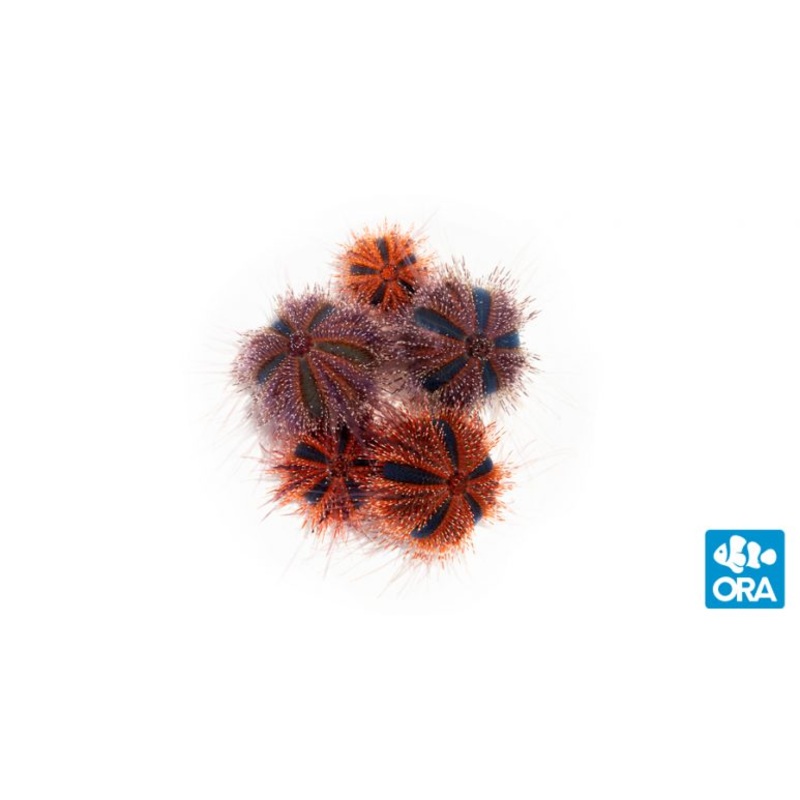 ORA Tuxedo Urchin