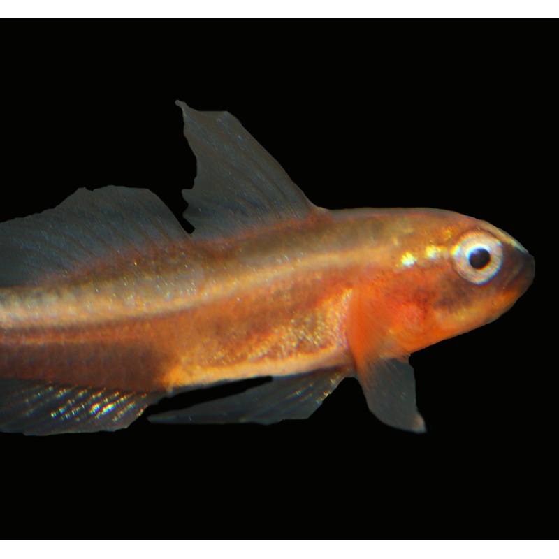 Yellow Nano Goby