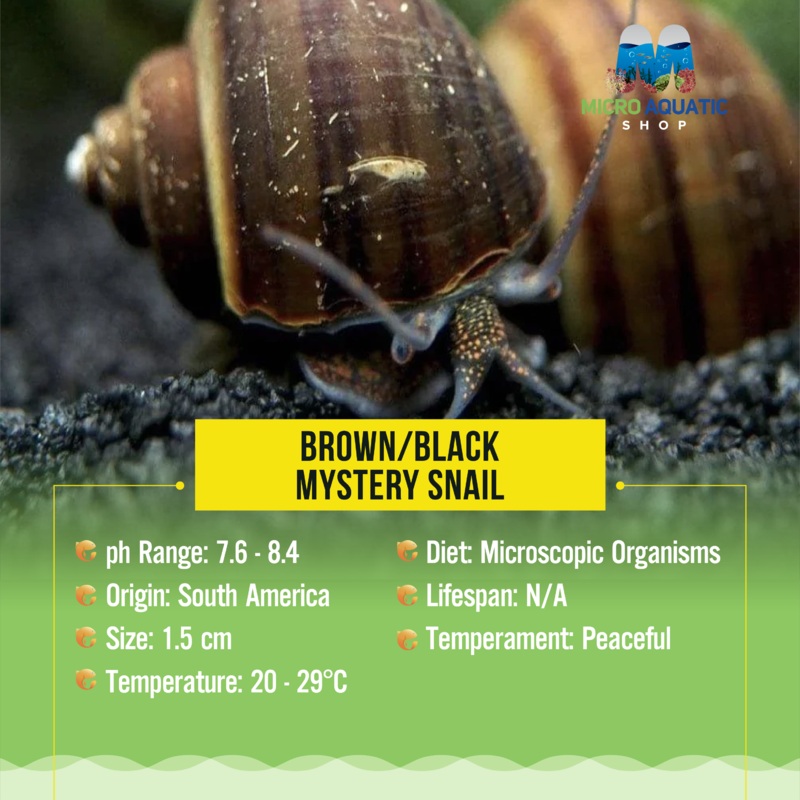 Brown/Black Mystery Snail 1 mystery snail size 10-20cent coin