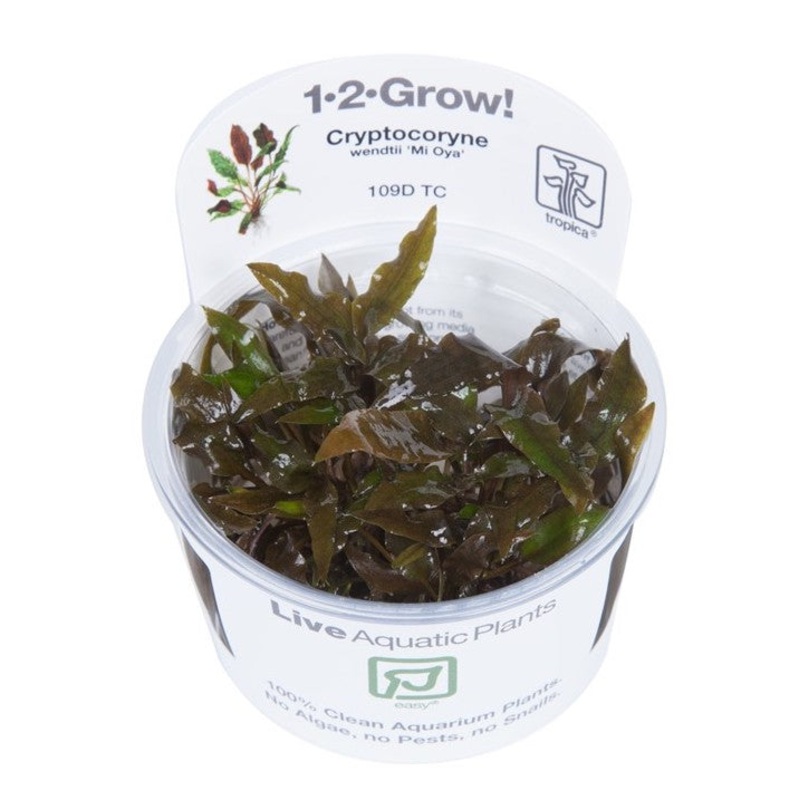 Cryptocoryne wendtii ‘Mi Oya’ – Tropica 1-2 Grow
