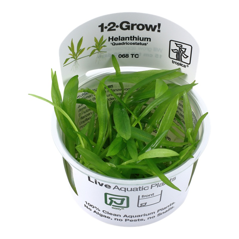 Helanthium Bolivianum ‘Quadricostatus’ – Tropica 1-2 Grow