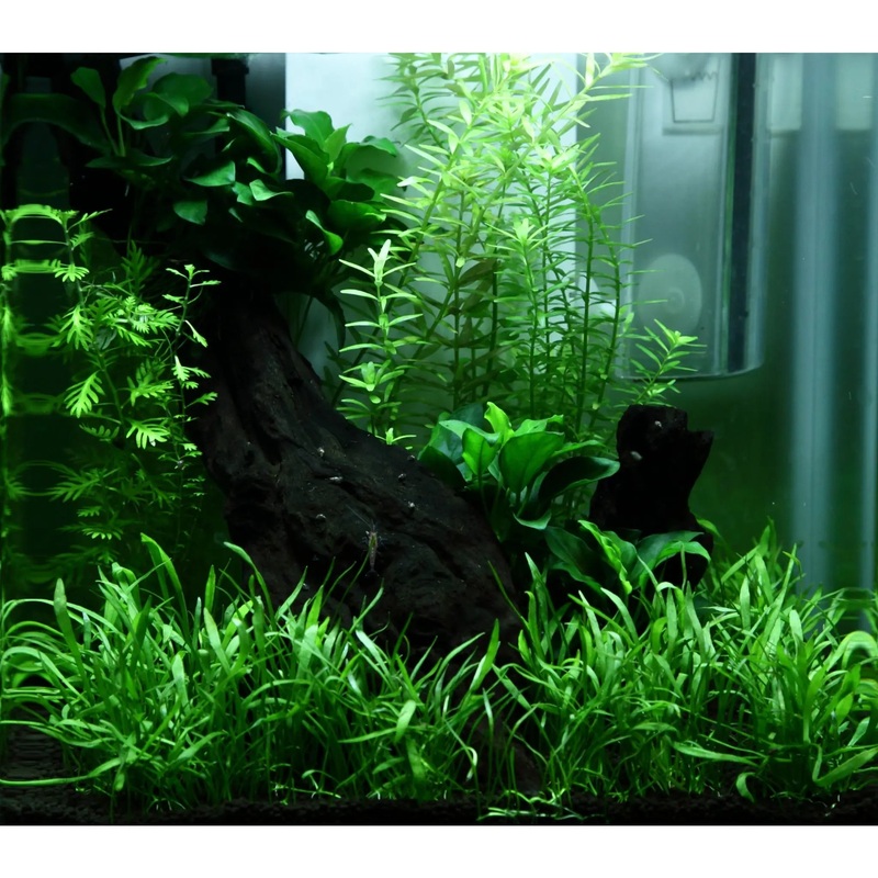 Scaped For You Collection – Tropica Layout 92 (15L) Easy