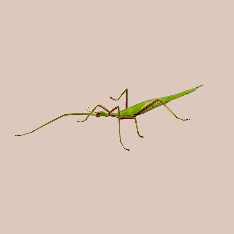 Violet-winged Stick Insect Female