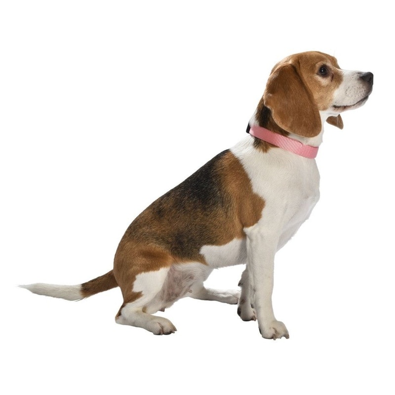 Access Collar – Pink / Pink