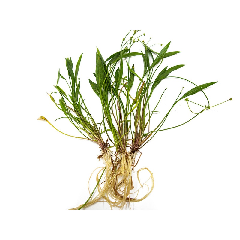 Bolivian Chain Sword (Helanthium bolivianus “Quadricostatus”), Bare Root 1 Bare Root Clump