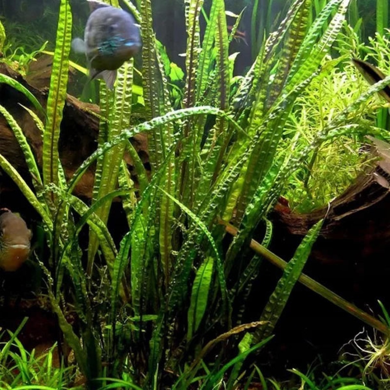 Cryptocoryne TONKINENSIS – Rare 1 plant (3-6 leaves ) emersed