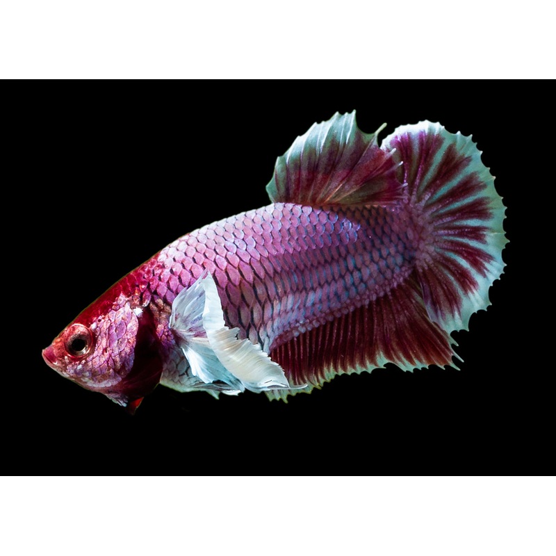Fighter Female Dumbo 3-4cm