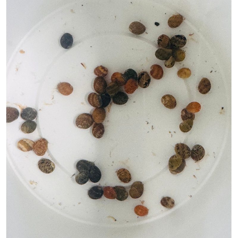 Flash Deal Buy Bulk 10 x Nerite Snail 10x snail size 0.5cm