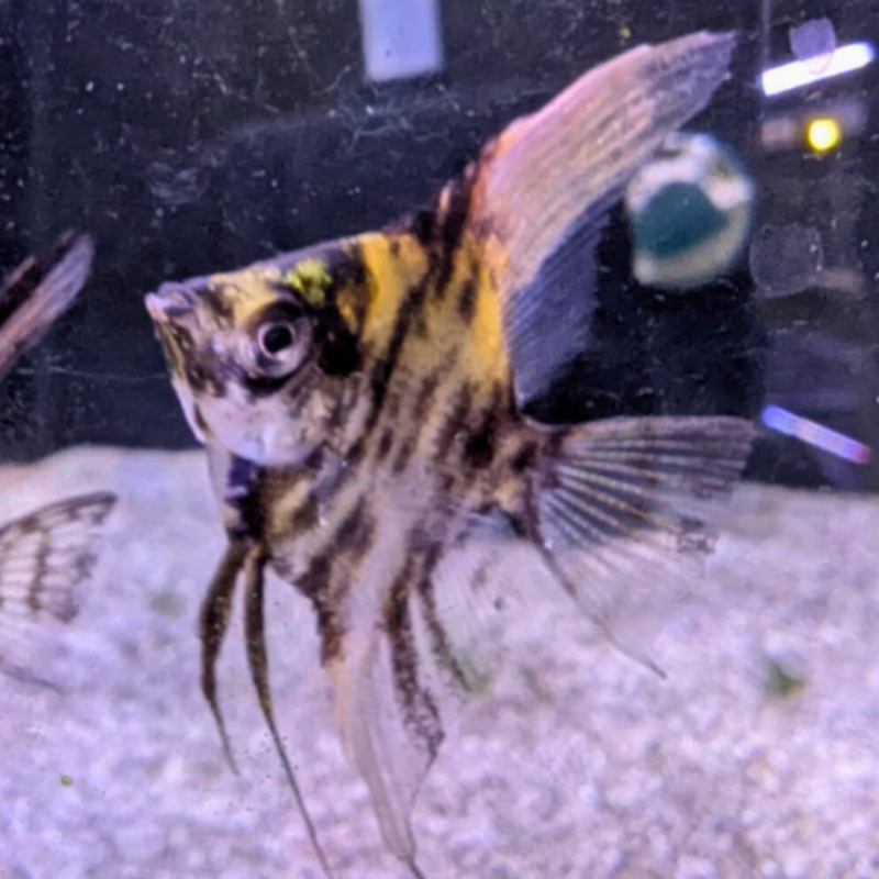 Marble Longfin Angelfish 3-4cm
