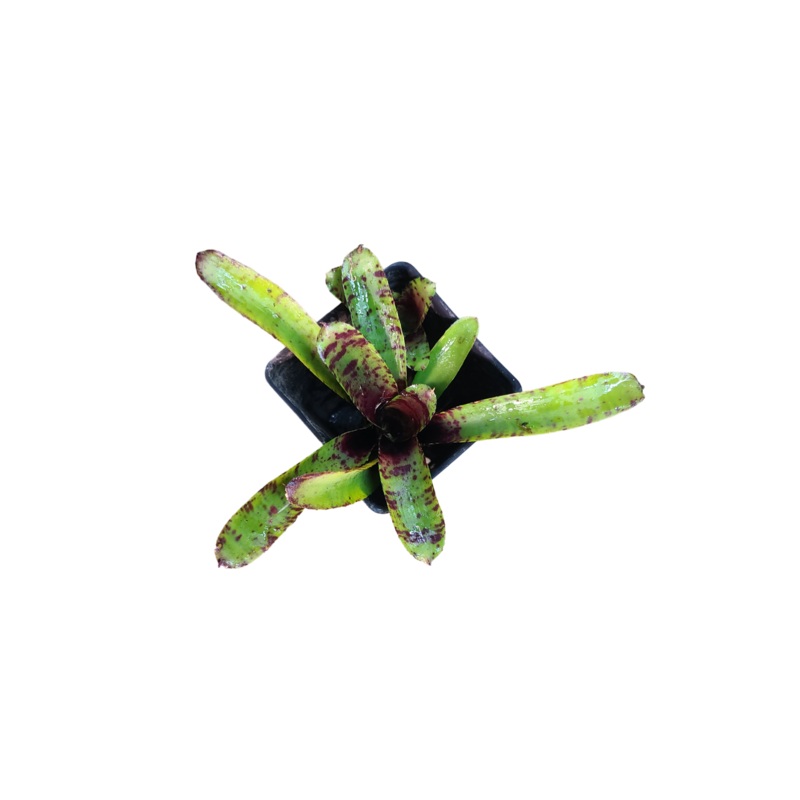 Neoregelia “Kit Kat” – Micro