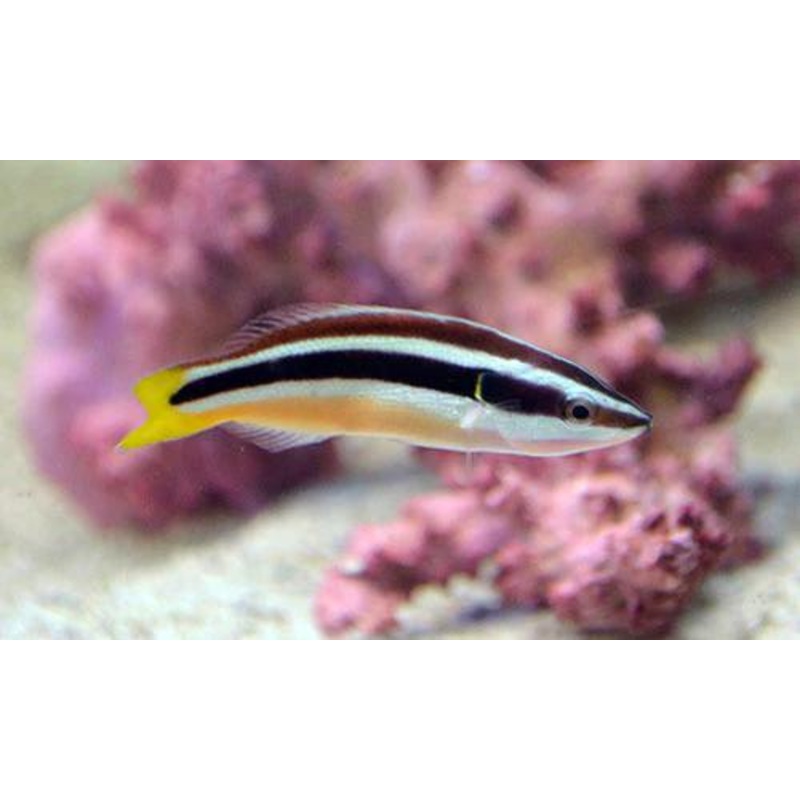 Yellowtail Cleaner Wrasse