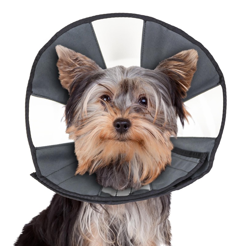 ZenPet Zen Cone For Dogs Large