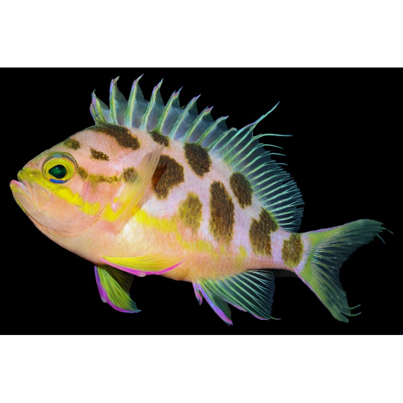 Blotched Anthias