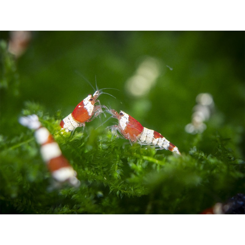Crystal Red Shrimp Combo Box 10 Crystal Red Shrimp