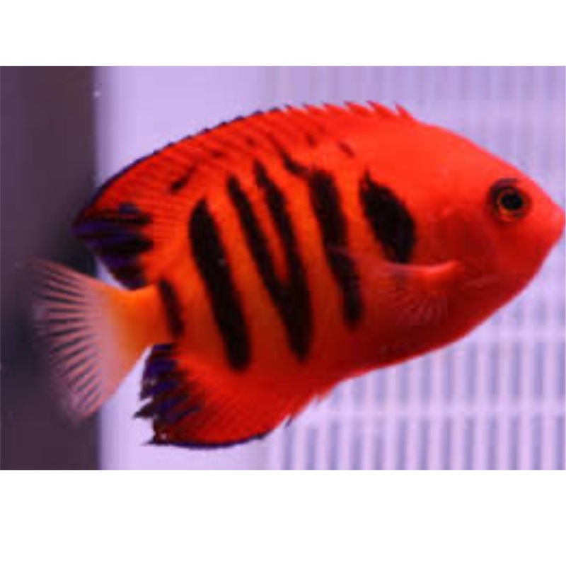 Flame Angelfish