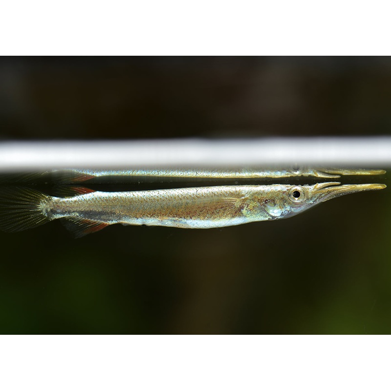 Half Beak 3-4cm