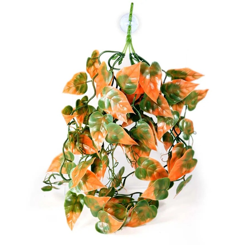 Pangea Orange Plant