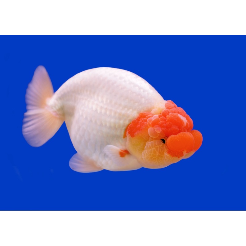 Ranchu – Red Head Fancy 8-12cm
