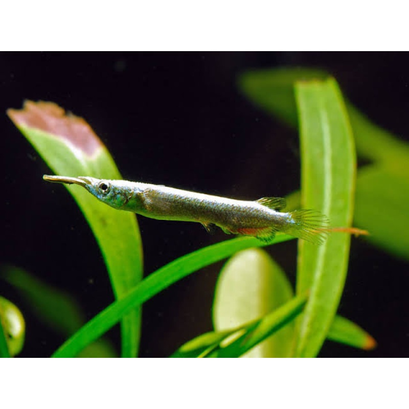 Rare -Half Beak ( Gold ) 3cm 1 Halfbeak 3cm