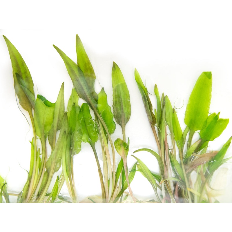 Beckett’s Water Trumpet (Cryptocoryne becketti) Tissue Culture 1 Tissue Culture