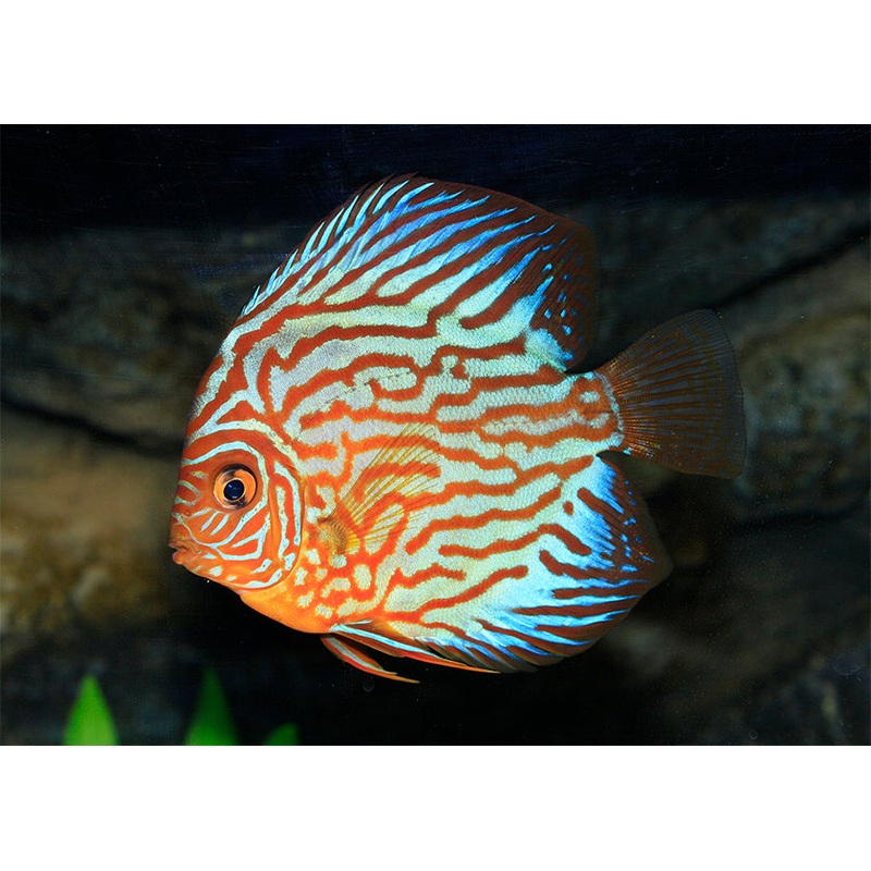 Discus Turquoise Red 7-8cm